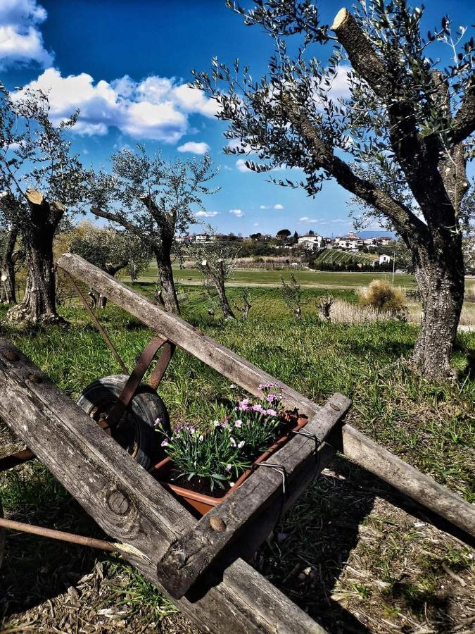 The Olive Grove In Tuscany Toiano エクステリア 写真